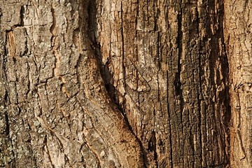Tree Trunk Closeup