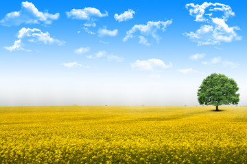 Obraz premium Clear or empty rape field flowers