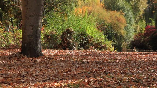 Hojas  cayendo en un Parque  con lago en oto&ntilde;o y distintas especies de arbolado
