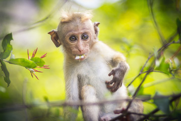 Young monkey