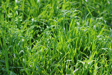 green grass
