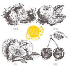 Series - vector fruit, vegetables and spices. Hand-drawn illustration in vintage style. Sketch. Healthy food. Linear graphic. Set of strawberry, cherry, mandarin, orange.