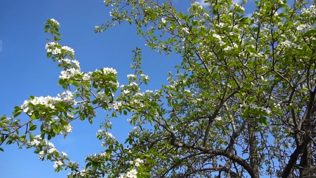 apple-tree flowers on a blue sky slow motion