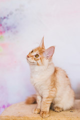 Red Tabby Maine Coon Kitten