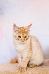 Red Tabby Maine Coon Kitten