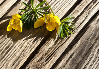 Gelbe wilde Tulpen - Tulipa sylvestris - mit Blatt von Lupine auf altem Treibholz / Holz Hintergrund, Textfreiraum