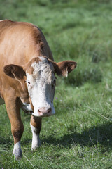 Naklejka na ściany i meble Limousin beef cattle