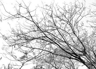 tree branches on the white background