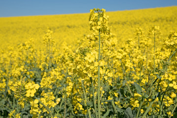 Obraz premium Rapsfeld, Rapsblüten, Brassica napus