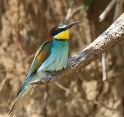 European bee-eater, Merops apiaster
