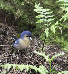 Madeiran chaffinch bird on madeira