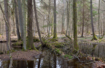 Springtime wet mixed forest with standing water