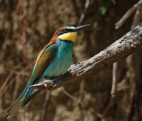 European bee-eater, Merops apiaster