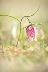 Snake's Head Fritillary - Fritillaria meleagris