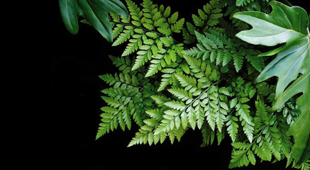 Plakat Green leaves fern and philodendron tropical forest plants on black background.