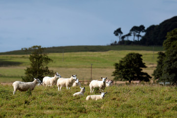 Fototapeta premium Flock of sheep on a hillside near Alnwick Norhumberland