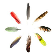 feathers in shape of circle