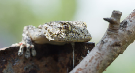 Gecko, lézard