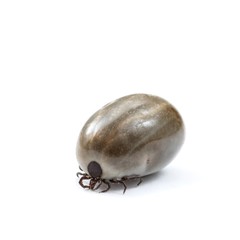 Engorged of blood Castor bean tick