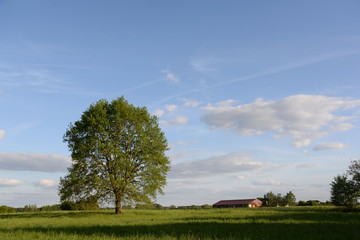 Eiche im Frühling