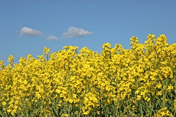 Blühendes Rapsfeld vor blauem Himmel mit weißen Wolken
