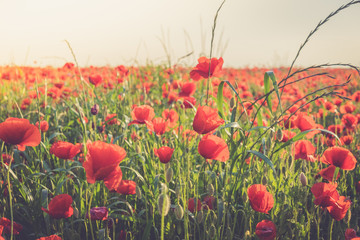 Obraz premium Poppies field