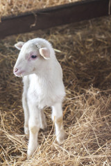 Young cute lamb standing in the hay in a farm