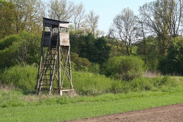 Hunting blind guards the field of corn