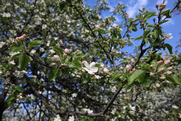 Spring blossom on apple tree