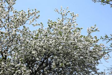 Spring blossom on apple tree
