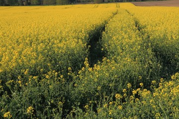 Rapeseed field on a windy spring day