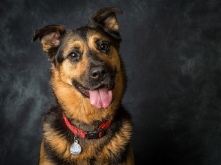 German Shepard cross breed mongrel called coco