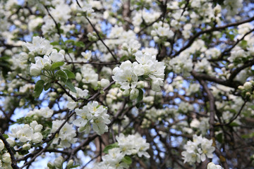 Spring blossom on apple tree