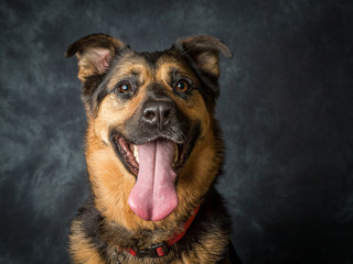 German Shepard cross breed mongrel called coco