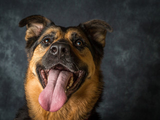 German Shepard cross breed mongrel called coco