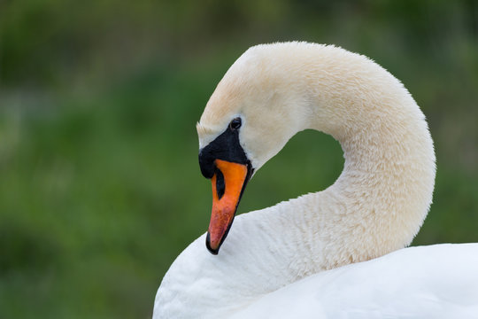 majestic swan