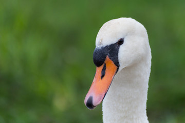 proud swan