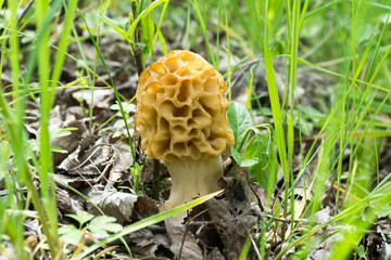 Mushroom Morchella esculenta (common morel, morel, yellow morel, true morel, morel mushroom, sponge morel) closeup in forest. Spring, May, Poland. 