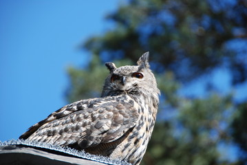 Eurasian eagle-owl