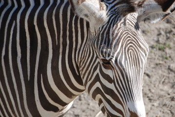 Fototapeta na wymiar Zebras eye