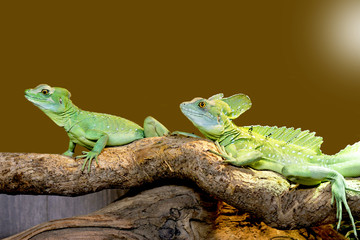 lizard Plumed basilisk