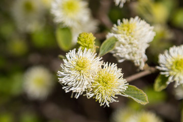 Witchalder Flowers