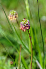 Kleiner Wiesenknopf (Poterium sanguisorba, Sanguisorba minor)