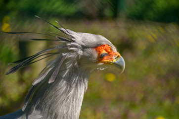 Sekretär Vogel