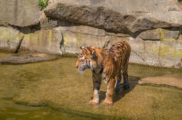 Tiger im Wasser
