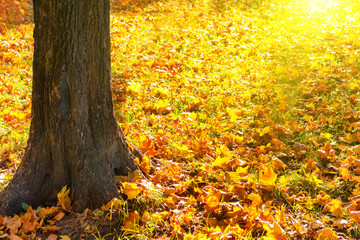 Big yellow autumn tree in a forest