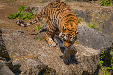 Tiger am Wasser