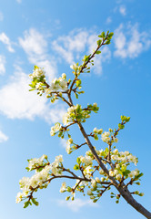 tree branch with flowers against the sky with clouds
