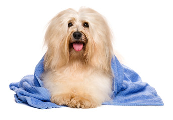 Beautiful reddish havanese dog after bath lying in a blue towel