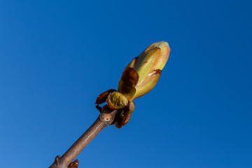 Buds on a tree at the spring time